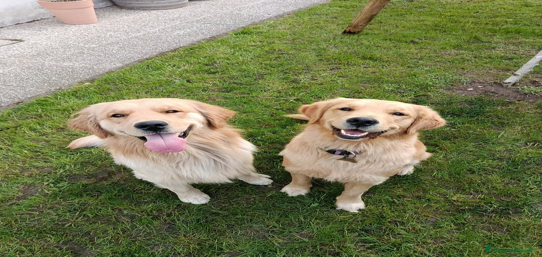 Immagine della galleria {{count}}