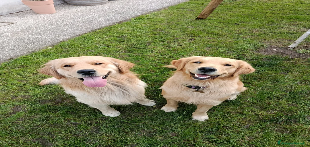 Immagine della galleria {{count}}