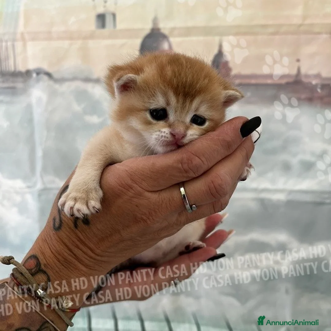 British gatti in vendita: Cuccioli British Shorthair  - Annuncio 13