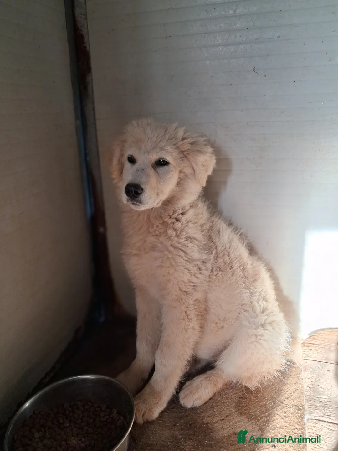 Meticcio cani in regalo: Cucciola in canile - Annuncio 7