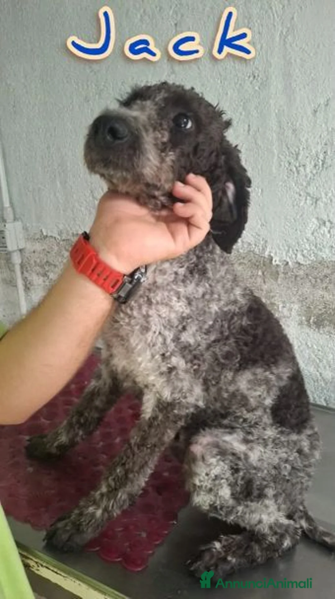 Meticcio cani in regalo: 4 tenerissimi mix lagotto - Annuncio 4