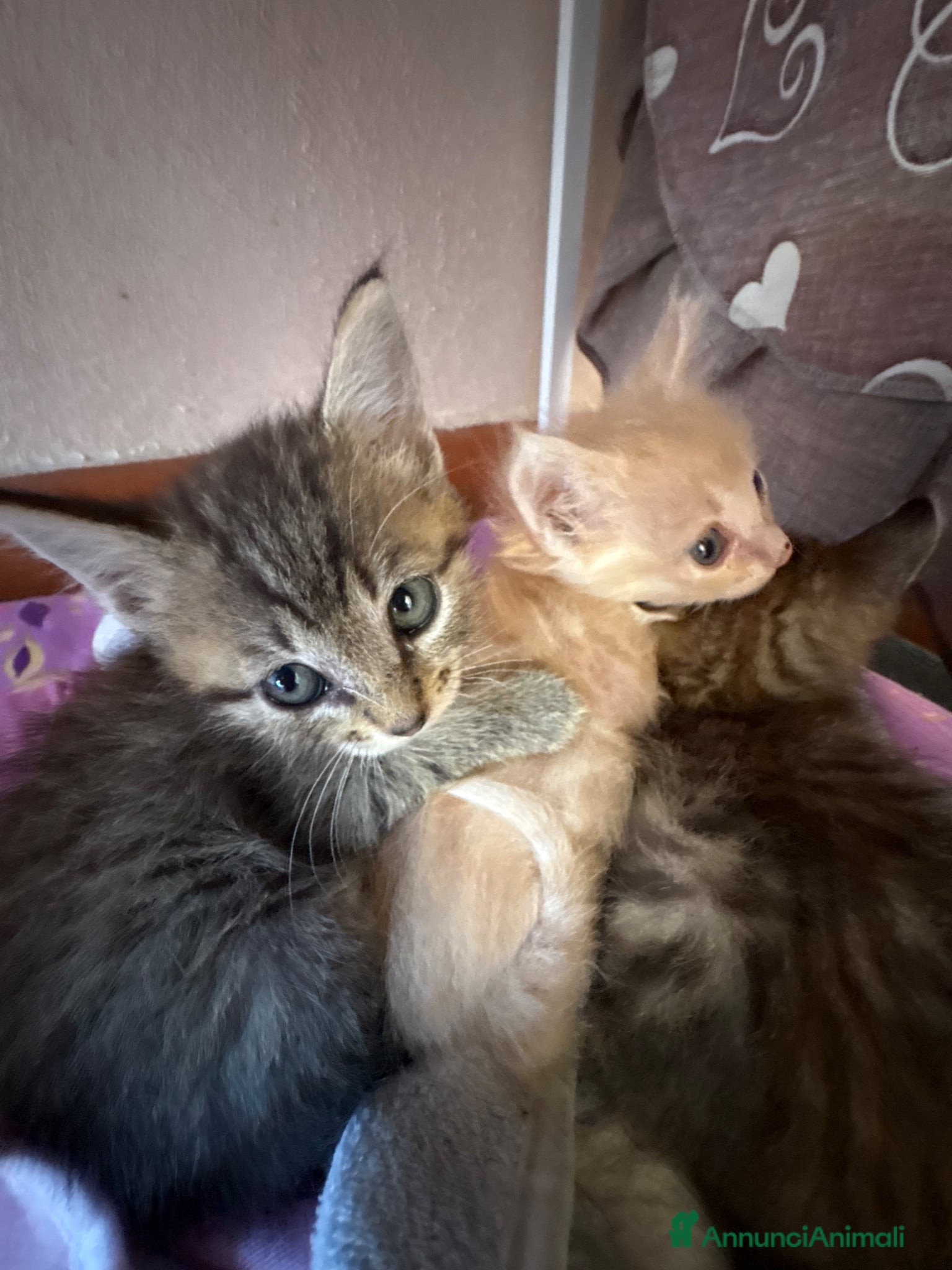 Meticcio gatti Gattine femmine  - Annuncio 1