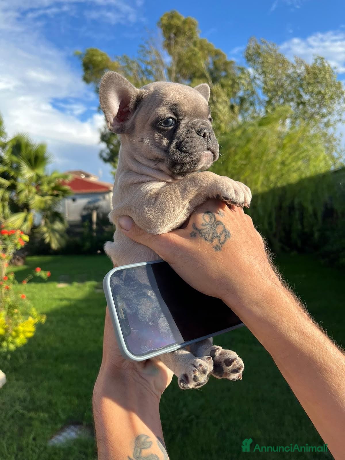Bulldog Francese cani Cuccioli di bulldog francese esotico - Annuncio 3