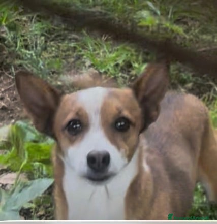 Meticcio cani Maschietto tg piccola  - Annuncio 42