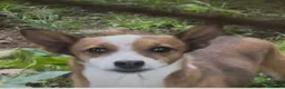Meticcio cani in regalo: Maschietto tg piccola  - Annuncio 1