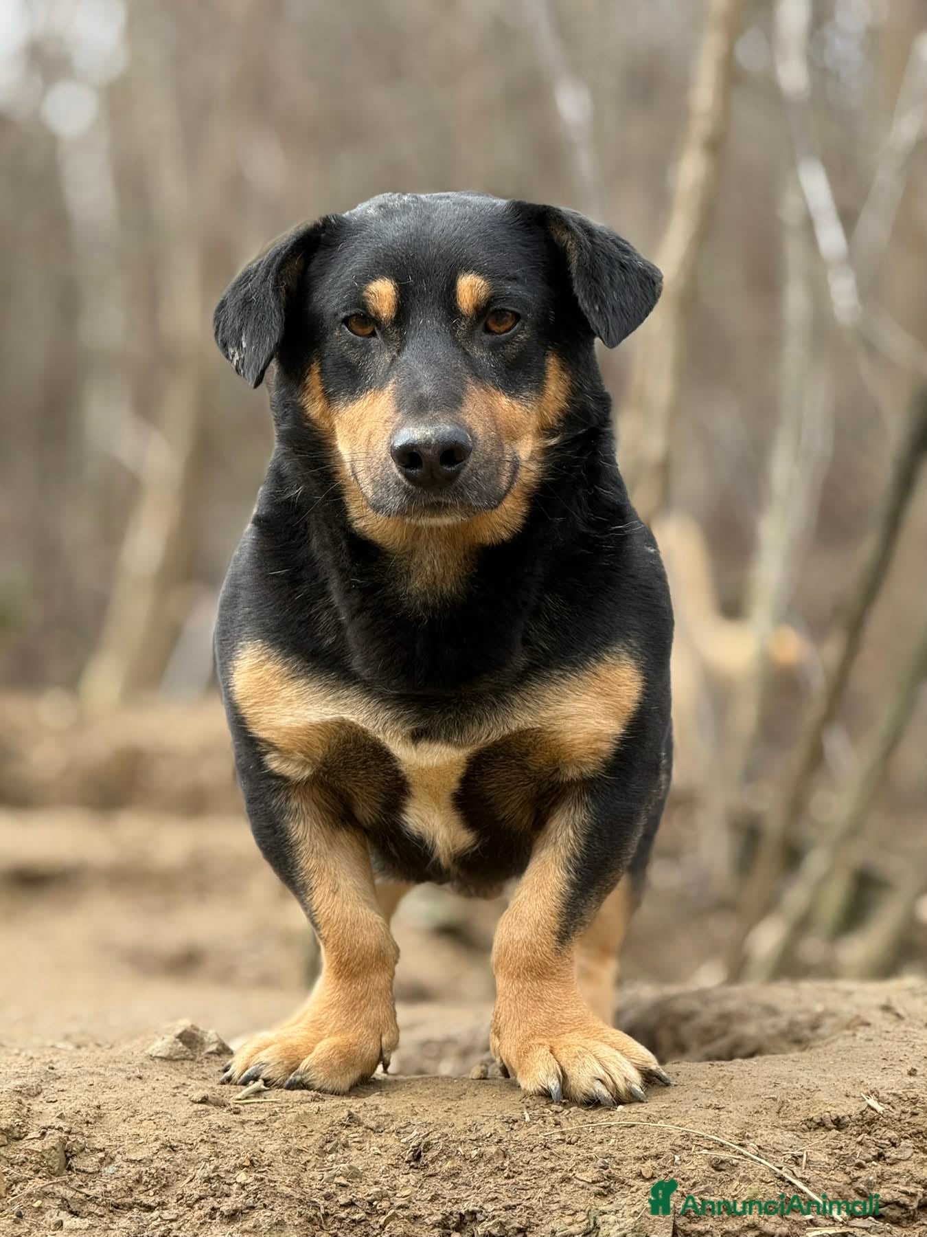 Meticcio cani CHICCO, simpaticissimo ZAMPACORTA! - Annuncio 21