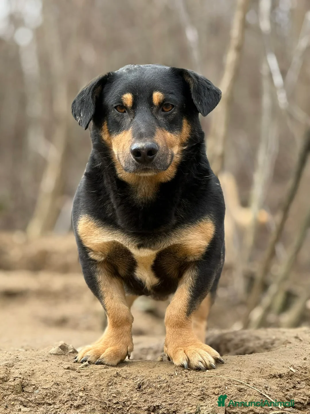 Meticcio cani in regalo: CHICCO, simpaticissimo ZAMPACORTA! - Annuncio 1