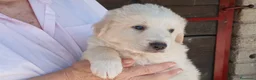 Meticcio cani in regalo: SANSA CUCC MAREMMANO CERCA UNA CASA PER LA VITA - Annuncio 2