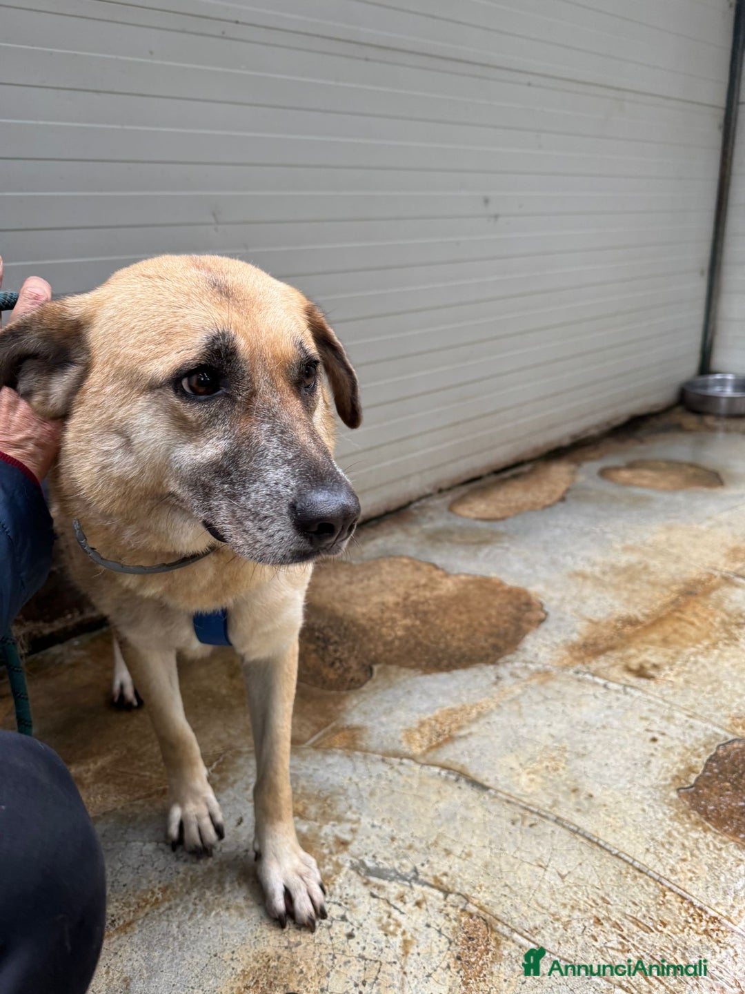 Meticcio cani in regalo: Splendida meticcia - RAJA a Città metropolitana di Milano - Annuncio 9