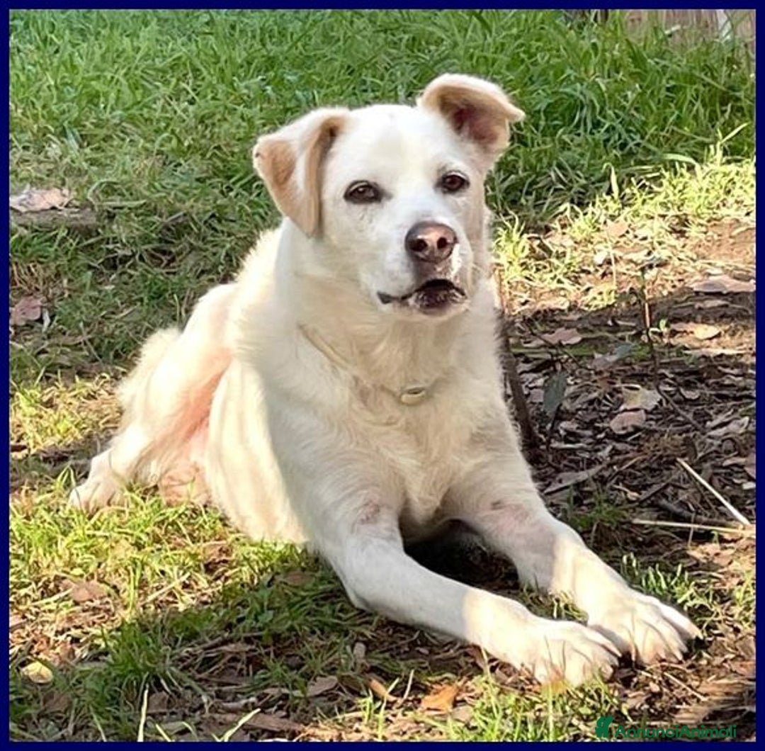 Meticcio cani in regalo: BILLY fa da nonno ai cuccioli! - Annuncio 2