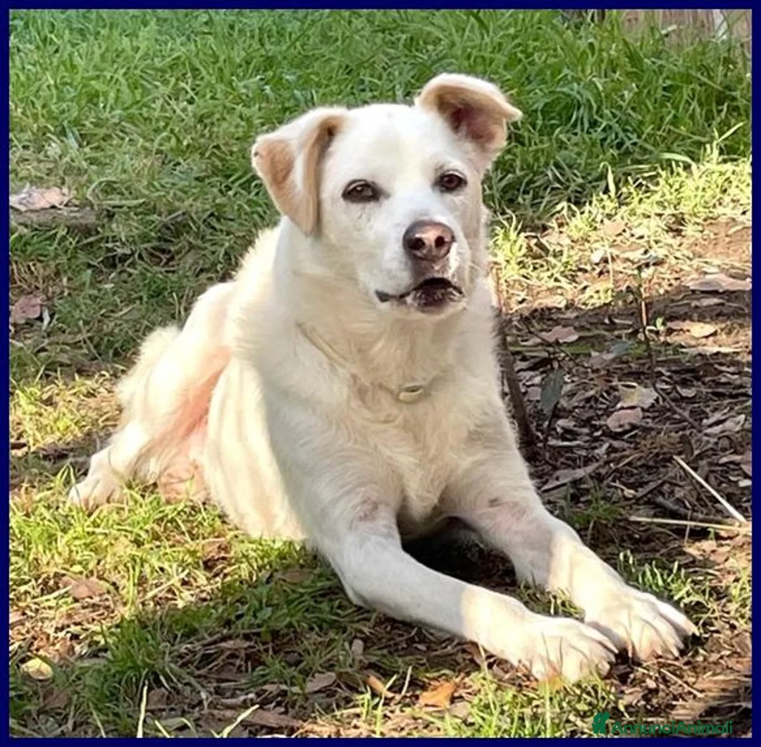 Meticcio cani in regalo: BILLY fa da nonno ai cuccioli! - Annuncio 2