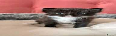 Maine Coon 1