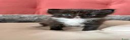 Maine Coon gatti in vendita: Da Leo e alaska 5  fantastici cuccioli!!! - Annuncio 17