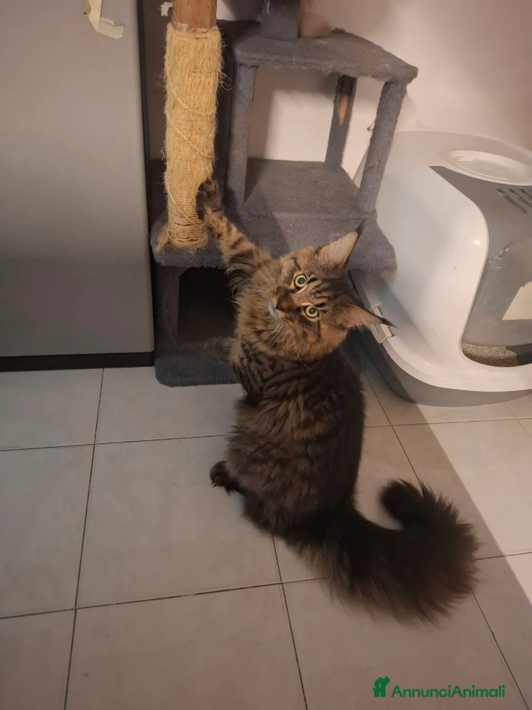 Maine Coon gatti in vendita: Мальчик Майн Кун 11 месяцев ищет семью.  - Annuncio 12