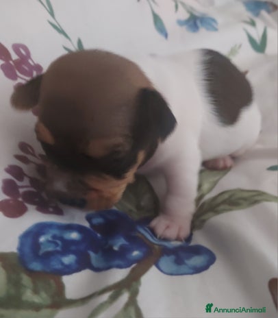 Jack Russell cani Piccolissimi gek Russel toy - Annuncio 9