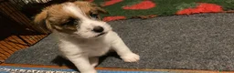 Jack Russell cani in vendita: Cucciolo maschio JACK RUSSELL TERRIER pelo ruvido - Annuncio 4
