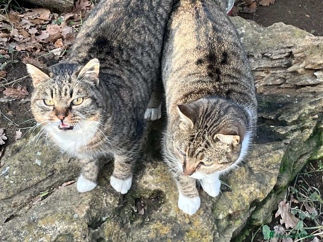 Europeo gatti in regalo: Gattine in pericolo  - Annuncio 5