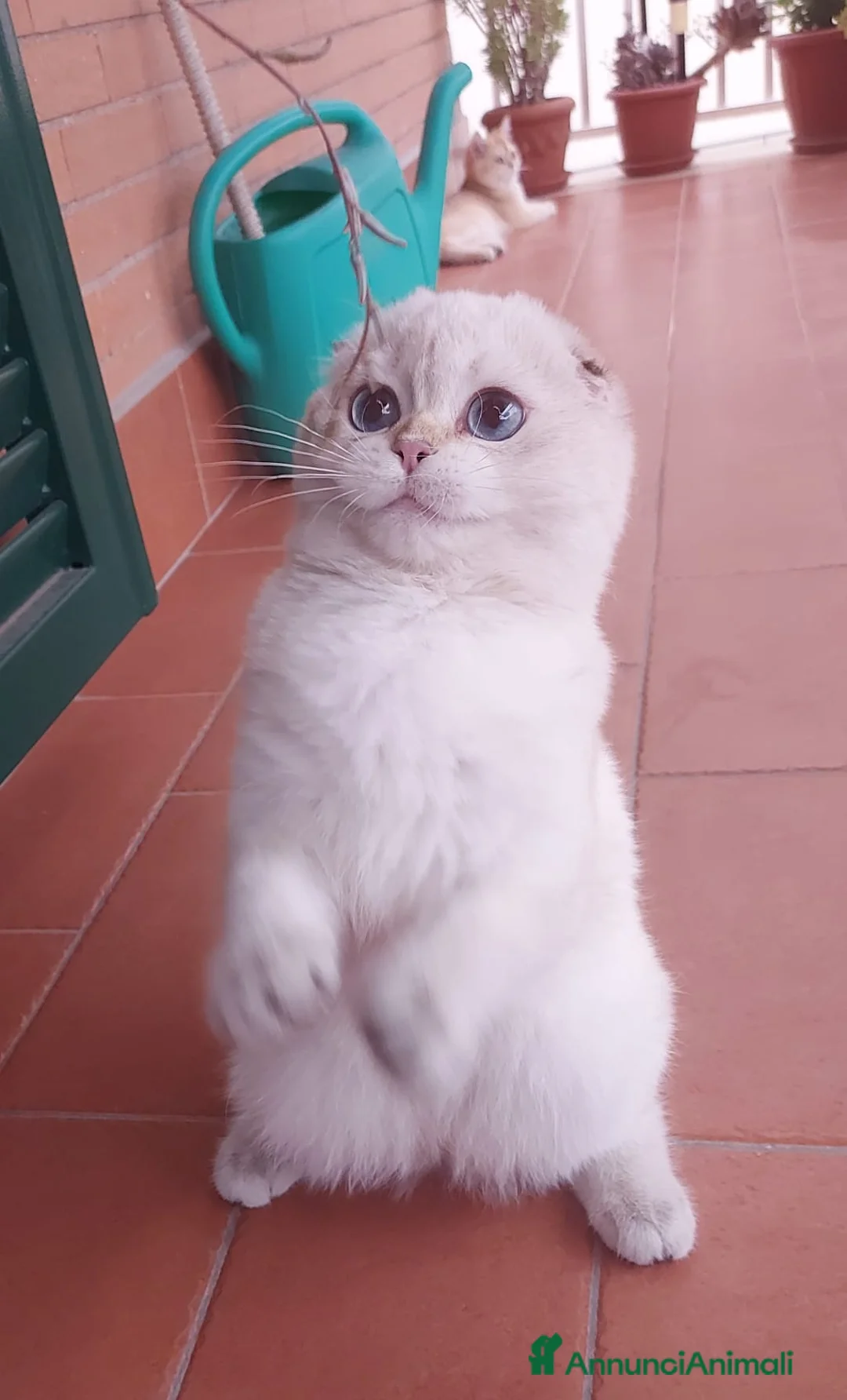 Immagine della galleria {{count}}