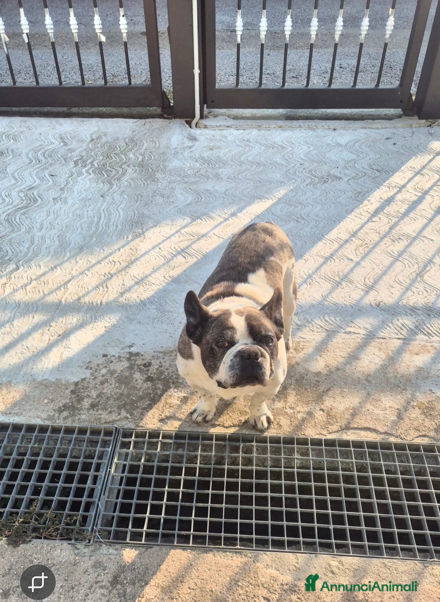 Bulldog Francese cani Bull 11 anni regalo  - Annuncio 1