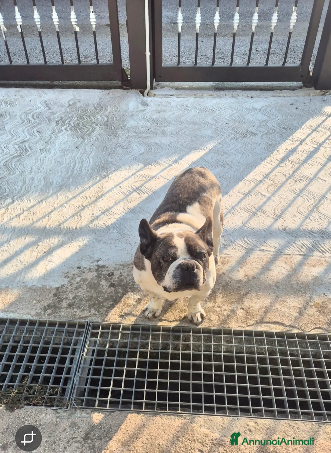 Bulldog Francese cani in regalo: Bull 11 anni regalo  a Città Metropolitana di Torino - Annuncio 1