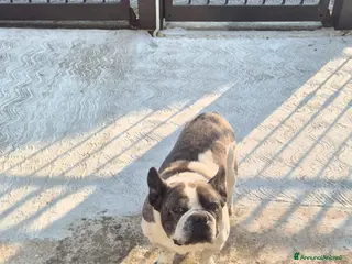 Bulldog Francese cani Bull 11 anni regalo - Annuncio 1