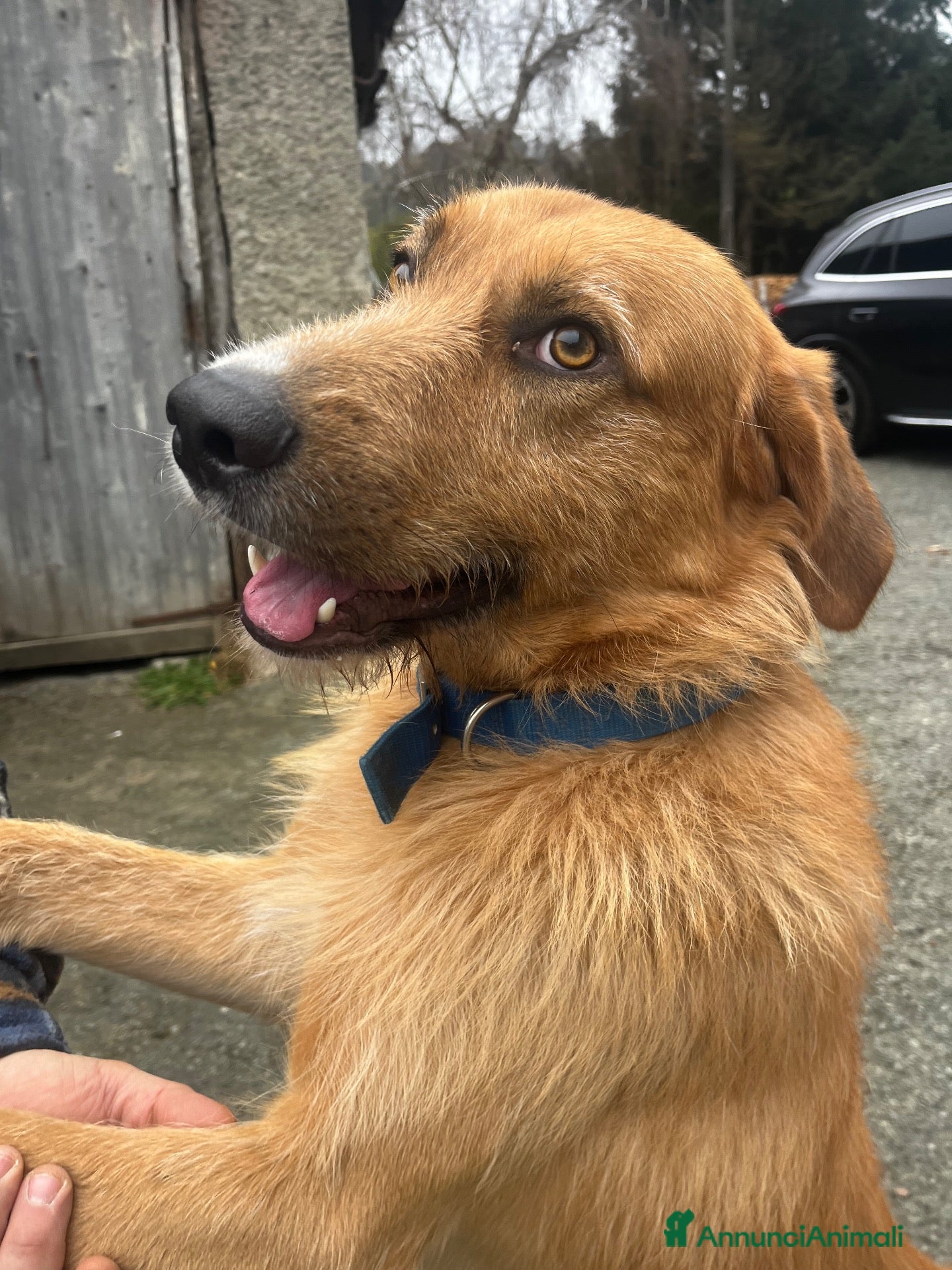 Meticcio cani Rick il bello - Annuncio 17