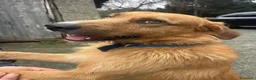 Meticcio cani in regalo: Rick il bello a Provincia di Savona - Annuncio 1