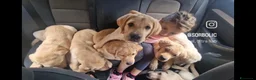 Labrador cani in vendita: LABRADOR ALTA GENEALOGIA - FIGLI DI CAMPIONE ENCI - Annuncio 2