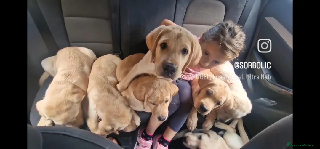 Labrador cani in vendita: LABRADOR ALTA GENEALOGIA - FIGLI DI CAMPIONE ENCI - Annuncio 2