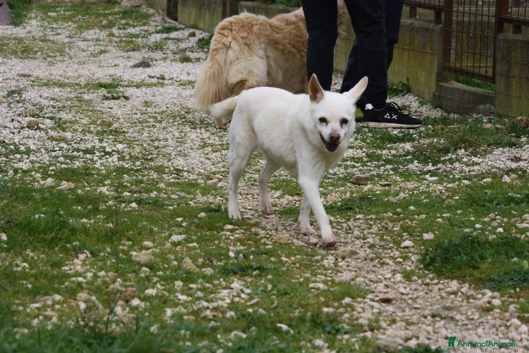 Meticcio cani in regalo: Vania nonnina sprint in adozione  - Annuncio 1