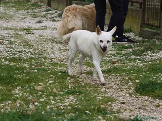 Meticcio cani Vania nonnina sprint in adozione - Annuncio 5