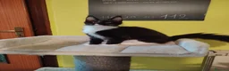 Maine Coon gatti in vendita: Dolcissimo gattino Maine Coon con pedigree - Annuncio 7