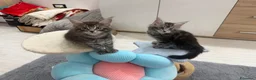 Maine Coon gatti in vendita: Dolcissimi cuccioli  - Annuncio 4