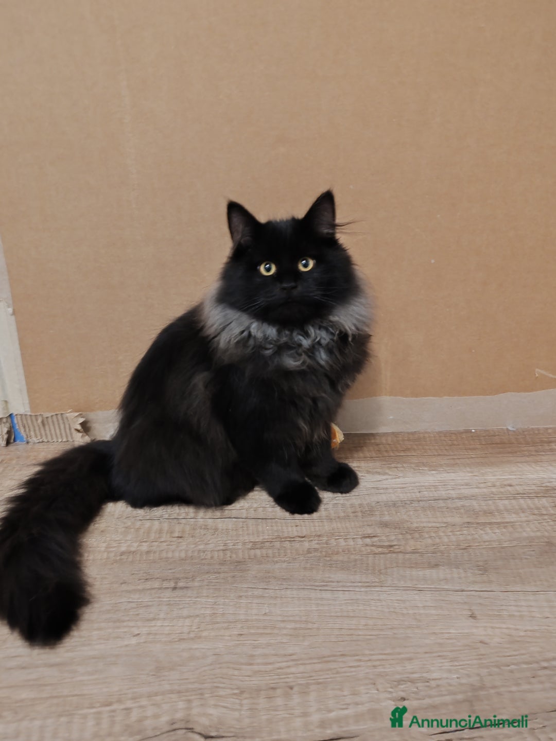 Siberiano gatti in vendita: Gattini Siberiani ipoallergenici  - Annuncio 4