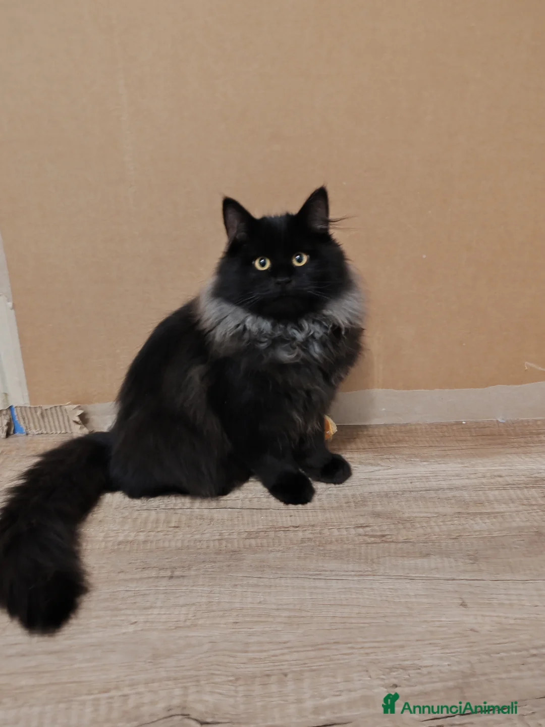 Siberiano gatti in vendita: Gattini Siberiani ipoallergenici  - Annuncio 4