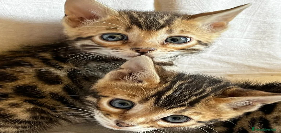 Immagine della galleria {{count}}