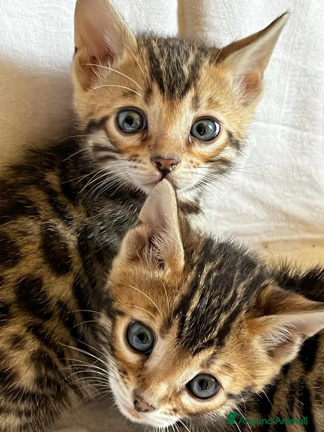 Immagine della galleria {{count}}