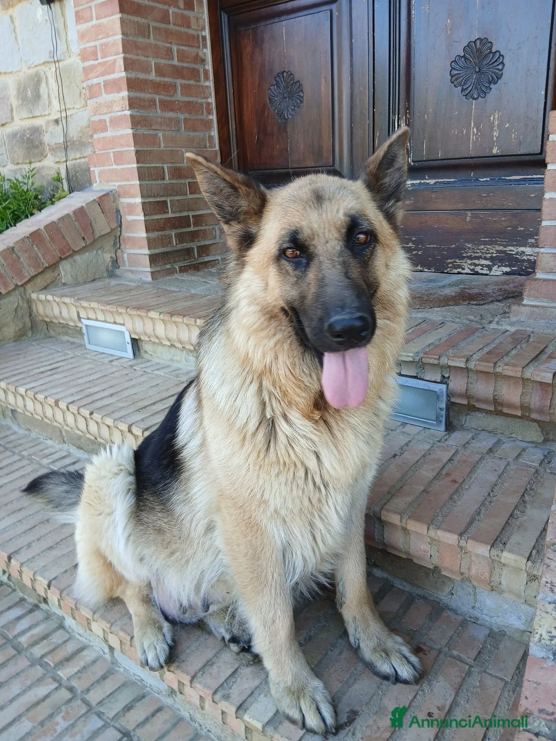 Pastore Tedesco cani in vendita: Pastore tedesco  a Città metropolitana di Catania - Annuncio 1