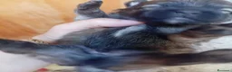 Volpino Pomerania cani in vendita: Cucciolo di Pomerania in vendita  - Annuncio 5