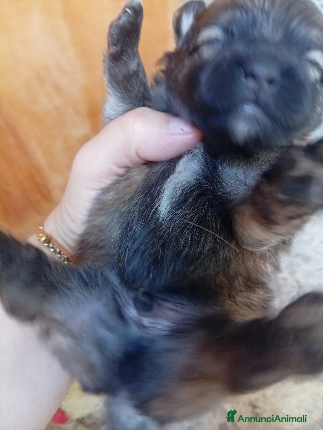 Volpino Pomerania cani in vendita: Cucciolo di Pomerania in vendita  - Annuncio 5