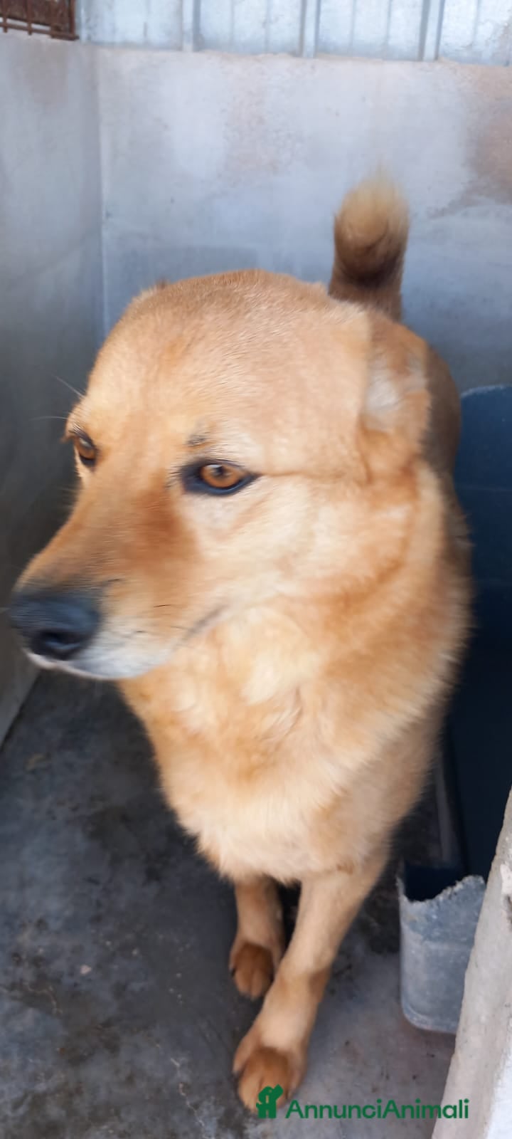 Meticcio cani CESARE I suoi occhi parlano a Città Metropolitana di Venezia - Annuncio 2