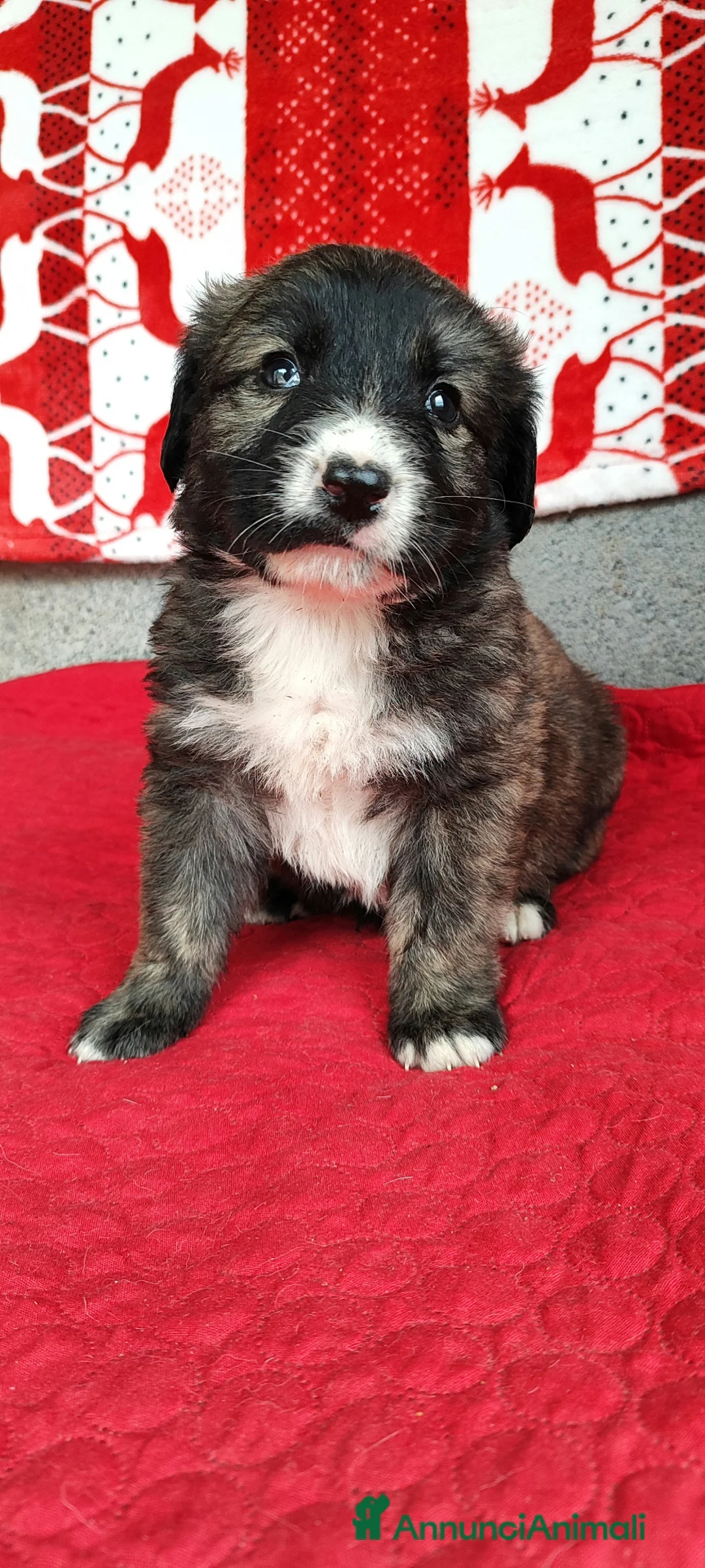 Meticcio cani in regalo: Dalì cerca una famiglia che lo adotti a Provincia autonoma di Trento - Annuncio 1
