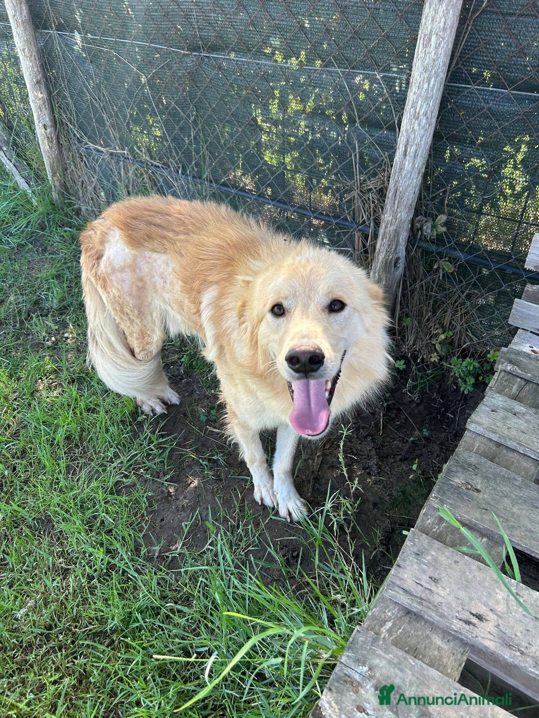 Golden Retriever cani in regalo: FLIPPER, adozione del cuore - Annuncio 11