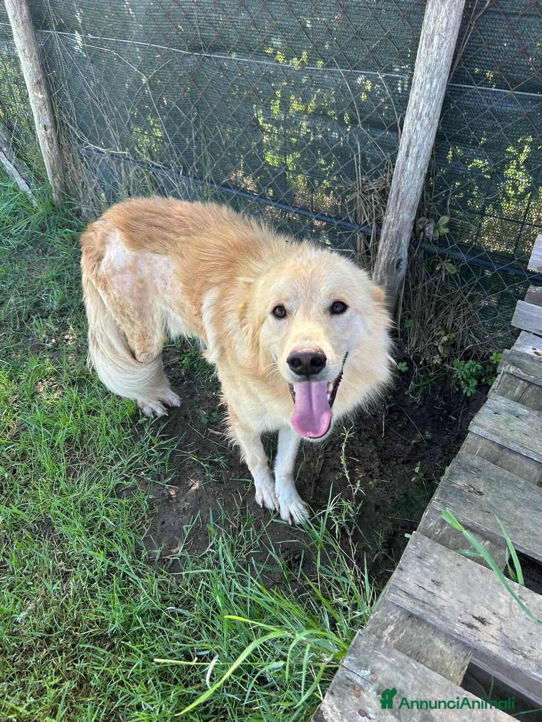 Golden Retriever cani in regalo: FLIPPER, adozione del cuore - Annuncio 11