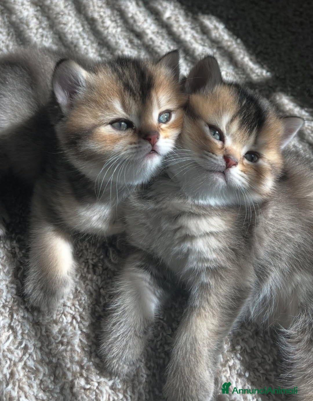 British gatti Cuccioli di british shorthair golden - Annuncio 3