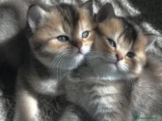 British gatti Cuccioli di british shorthair golden - Annuncio 3