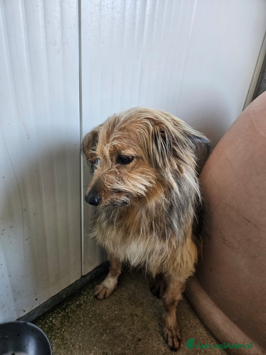 Meticcio cani in regalo: Vanny: una vita in canile, docile e socievole  - Annuncio 7