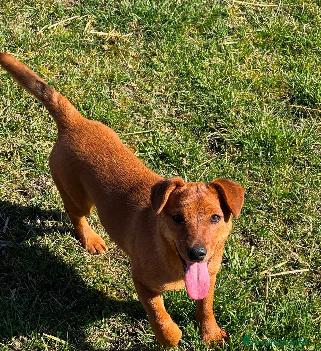 Pinscher Tedesco cani in regalo: NIKITA, dolce cucciola mix PINSCHER! - Annuncio 2