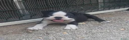 Boston Terrier cani in vendita: Cuccioli di Boston terrier con pedigree  - Annuncio 2