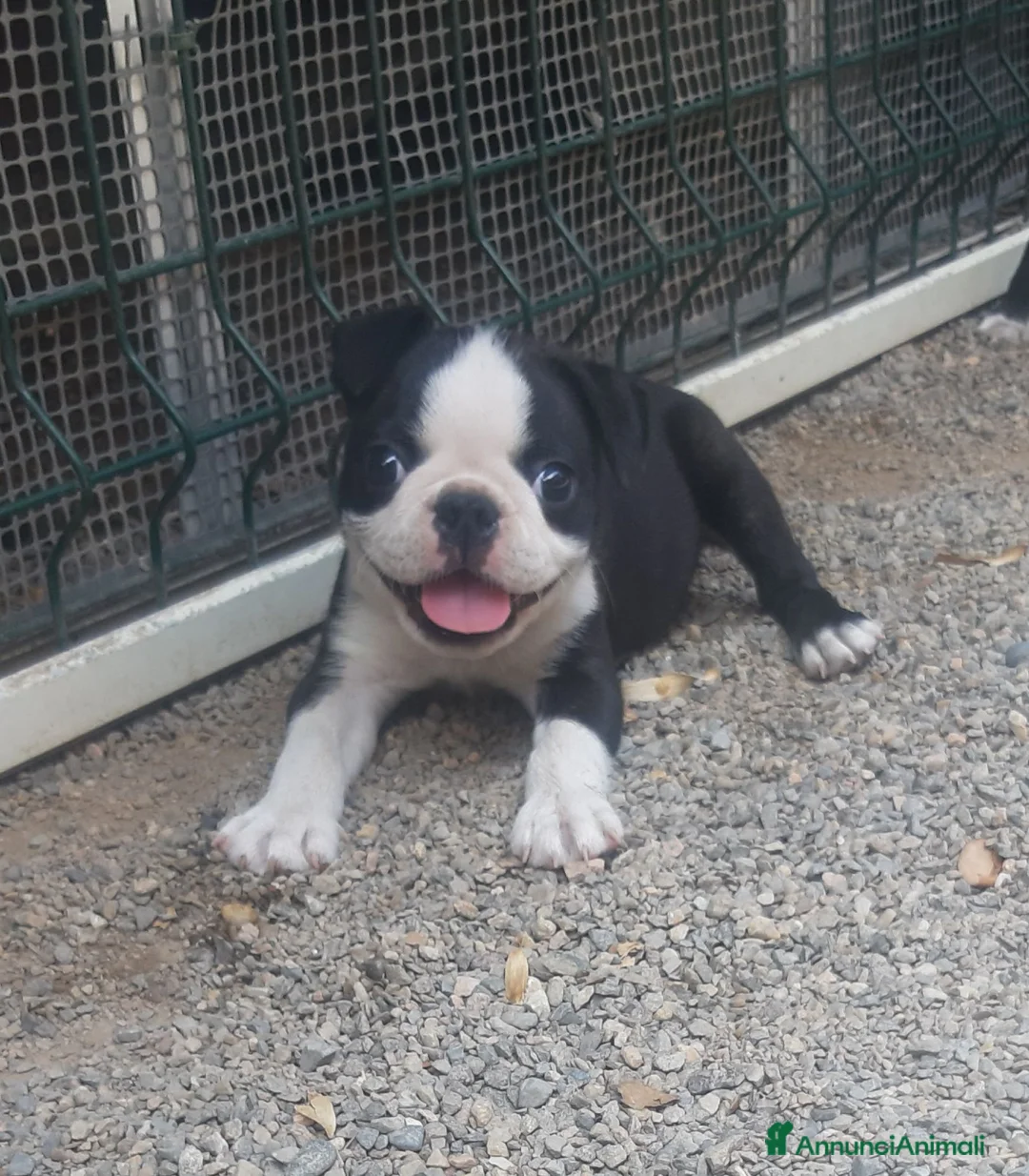Boston Terrier cani in vendita: Cuccioli di Boston terrier con pedigree  - Annuncio 2